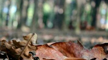 Mann Gehen im Wald mit Herbst Landschaft, Mann Gehen und drücken Gelb Blätter fallen zu Boden im Herbst Jahreszeit, selektiv Fokus video