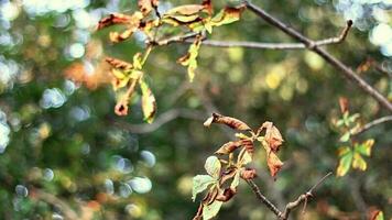 marchito hojas en ramas video