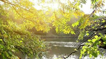 lago paisaje Entre hojas de árbol ramas en otoño, fluido río y balanceo verde hojas en soleado día, selectivo enfocar, granoso efecto video