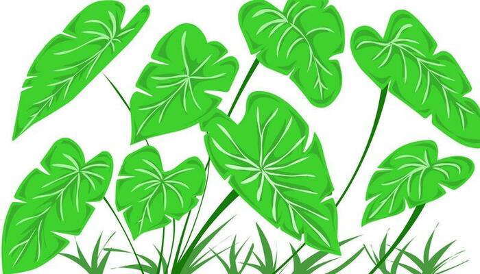 Taro leaf illustration background