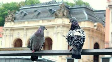 Tauben thront auf Struktur von Gebäude im Stadt, Tauben warten auf Eisen Riegel auf Gebäude Balkon, selektiv Fokus video