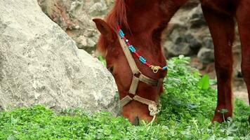 Horse grazing green grass video