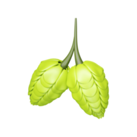 Green Two Hops Bunch Stem Element In 3D Render. png