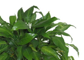 houseplant foliage transparent PNG