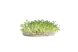 Chia Samen mikrogrün isoliert auf Weiß. gesund Lebensmittel. Vegetarier, Mikro Grün Essen png