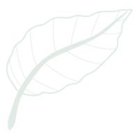 Line art leaf png