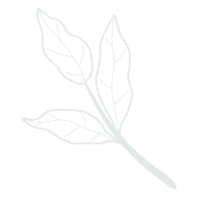 hoja de arte lineal png