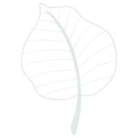 Line art leaf png