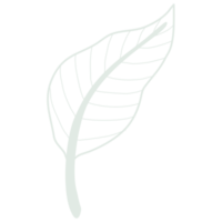 Line art leaf png