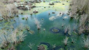 Aerial view green lush algae pond with dry tree video