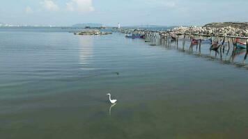 Aerial view white egret search food beside jetty video