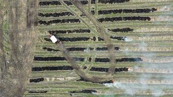 rijstveld veld- boerderij met Open brandend video