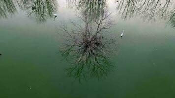 Aerial view white egret birds search food near leafless tree video