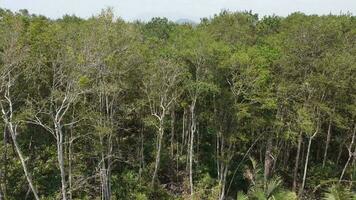 Antenne Aussicht absteigend aussehen Mangrove Baum Wald video