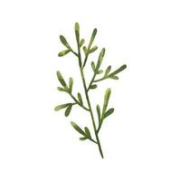 hand painted illustration with branch, leave. Herbal illustration vector