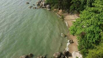aérien vue beauté plage avec vert forêt video