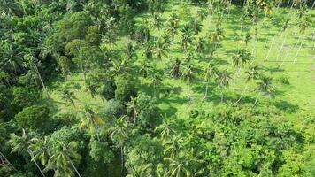 aérien vue noix de coco des arbres plantation video