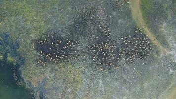 Antenne absteigend Aussicht Gruppe von Vögel Suche Essen beim Sumpf video