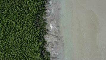 antenne kijken naar beneden groen landschap mangrove Woud video