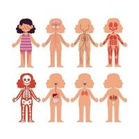 Cartoon illustration of human anatomy system with cute girl model vector