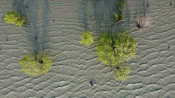 Antenne oben Nieder Aussicht sanft Brise Meer Welle Bewegung zu das Mangrove Bäume video