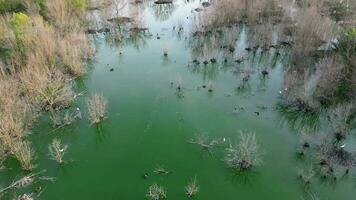 Aerial fly over leafless tree grow at wetland video