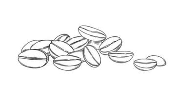 Coffee beans sketch. Aromatic coffee seeds isolated on white background. Vector illustration