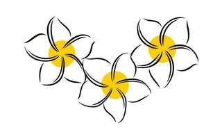 Frangipani or plumeria exotic summer flower. Engraved frangipani isolated in white background. Vector illustration