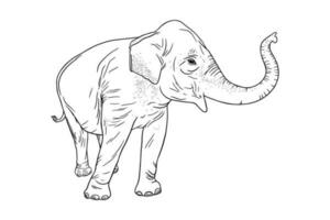 Elephant profile isolated on white background. Realistic Asian elephant with upturned trunk. Vector illustration