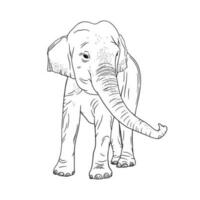 Elephant isolated on white background. Realistic Indian elephant with upturned trunk. Vector illustration