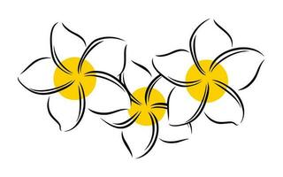 Frangipani or plumeria exotic summer flower. Engraved frangipani isolated in white background. Vector illustration