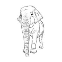 Elephant isolated on white background. Realistic Asian elephant. Vector illustration