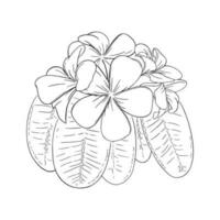 Frangipani or plumeria tropical flower with leaves. Engraved frangipani isolated in white background. Vector illustration