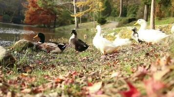 patos en lago lado soleado otoño día video