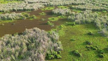 Aerial fly over the ecosystem wetland video