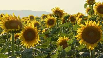 Wind Dance in the Sunflower Field in the Harvest Season video