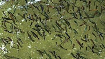 Flock of Fish Synchronized Dance in Water video