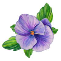 pensée fleur illustration png