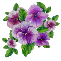 bouquet de violet pensées aquarelle illustration png