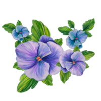 composition of pansy flowers watercolor illustration png