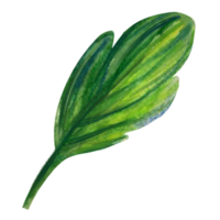 blad fikus blomma vattenfärg illustration png