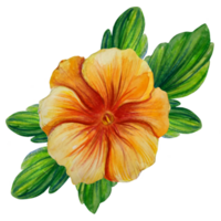 laranja amor-perfeito flor aguarela ilustração png