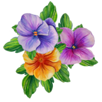 group of pansy flowers watercolor illustration png