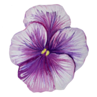 viooltje bloem waterverf illustratie png