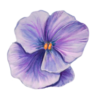 pansy flower watercolor illustration png