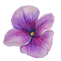 pansies lila vattenfärg illustration png