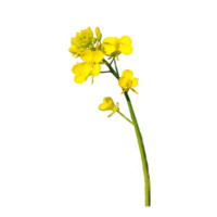 Yellow canola flower transparent png