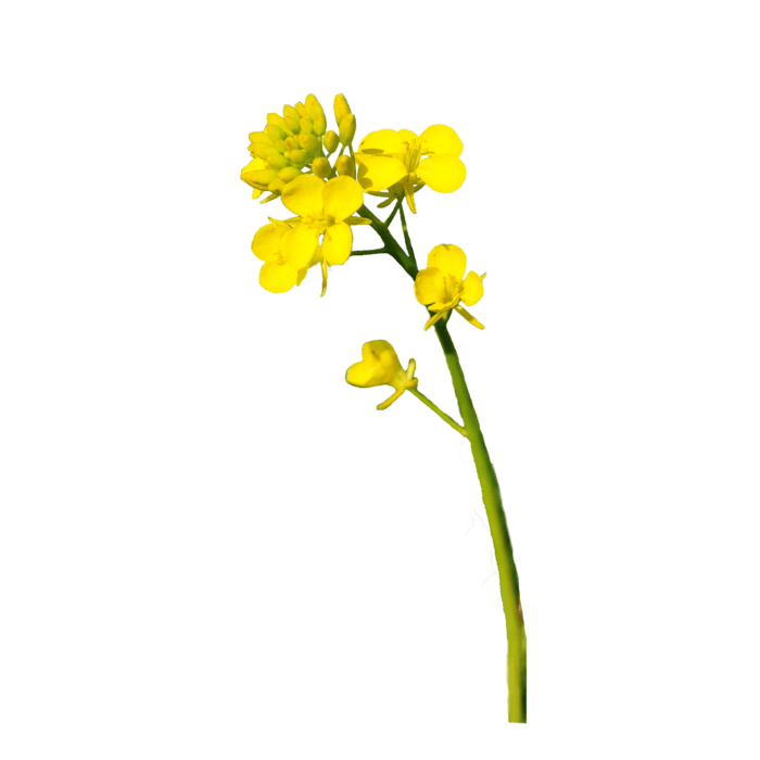 Canola flower出品 Yellow canola flower transparent 23234791 PNG