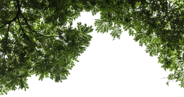 groen bladeren boom png