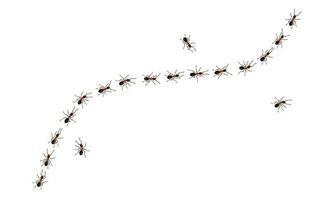 Brown worker ants trail line flat style design vector illustration isolated on white background.